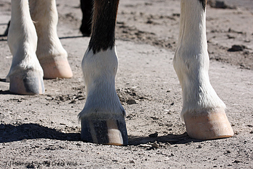 Hannah's hooves