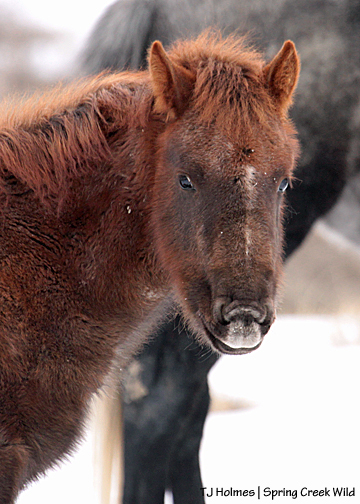 Seneca making a funny face while grazing in the snow with daddy Ty.