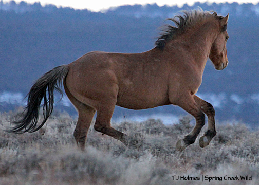 Hollywood chasing Bounce. After sunset.