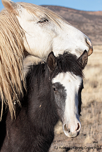 Sundance and Skywalker