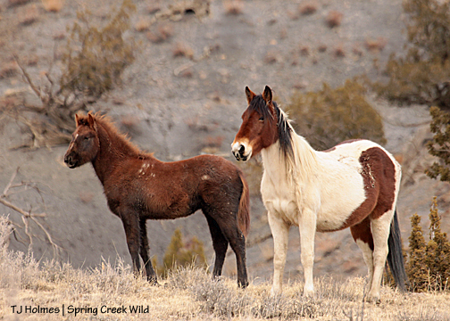 Chipeta and Seneca watch a truck drive west on the Disappointment Road.