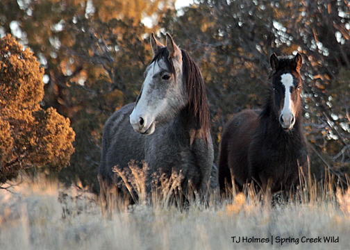 Kwana and Terra right at sunset, corral hill.