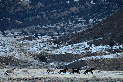 Comanche's and Hollywood's bands.