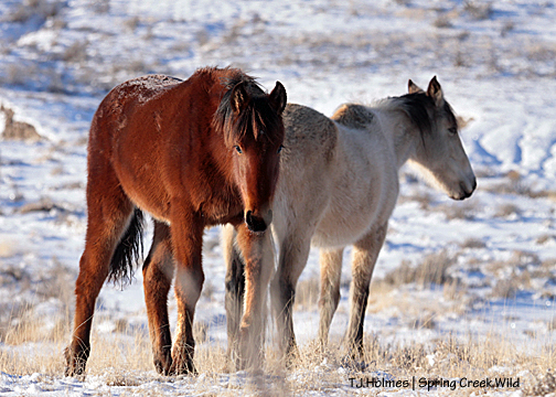 Madison walks past mama Kestrel.