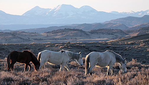Grey, Houdini and Mariah.