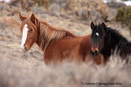 Gaia and Cassidy Rain!