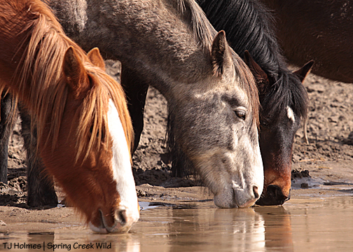 Gaia, Storm and Cassidy Rain drinking at the double pond.