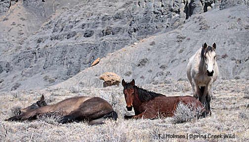 031113junimadikesnap