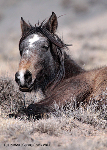 Juniper succumbs to a lovely, warm spring day.