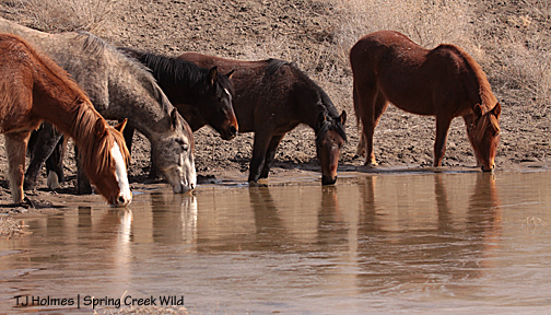 Gaia, Storm, Cassidy Rain, Killian and Roja drinking at the double pond.