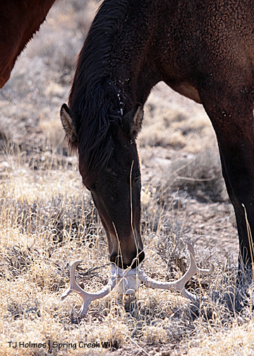 Temple plays with the deer skull with antlers attached.