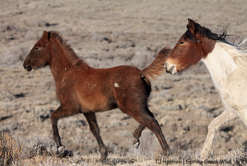 Seneca and mama Chipeta
