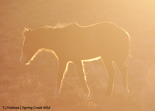 Kwana in the last light.