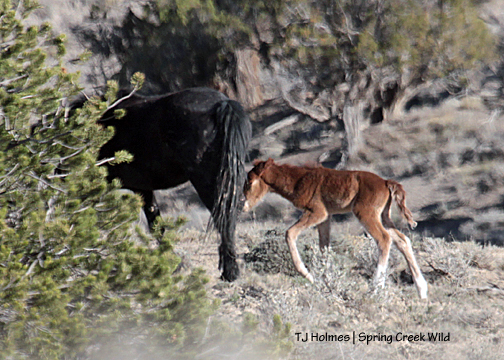 Shadow and her new filly.