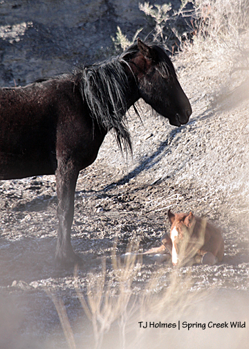 Shadow and her new filly.