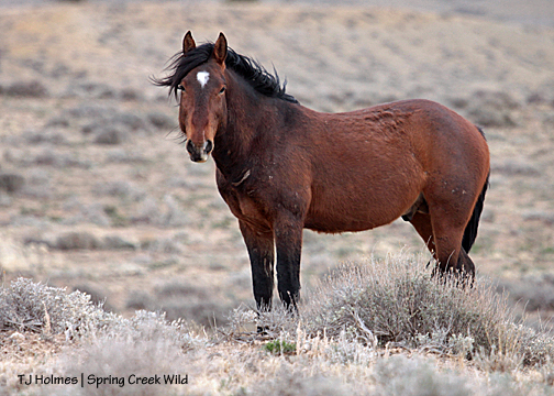 Aspen, watching over young Hayden - from a safe distance.