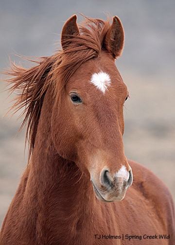 Hayden, watching Nancy on the ground taking pix of him.