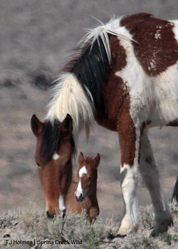 Tesora seen through Puzzle in the foreground.