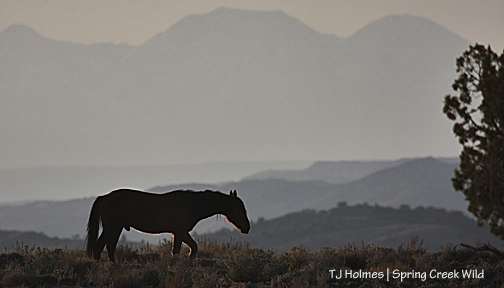 Aspen against the La Sal Mountains at the end of the day.