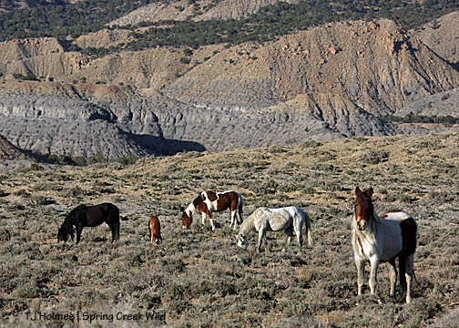 Chipeta, Seven, Puzzle, Tesora and Shadow north of Round Top.