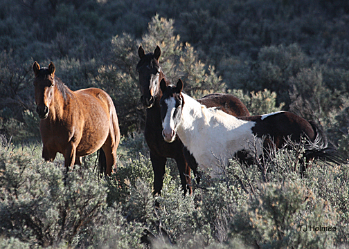 "Grey" and white pinto stallion's mares.