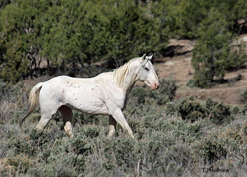 White pinto with La Fragua bachelors.