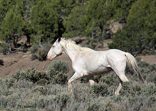 White pinto with La Fragua bachelors.