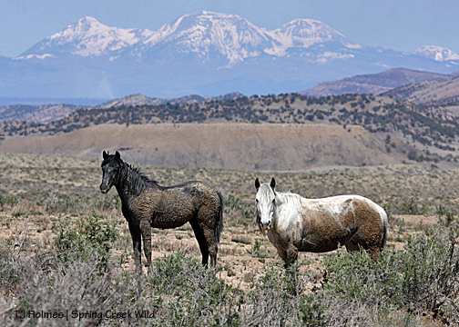 050313alegremaialasals