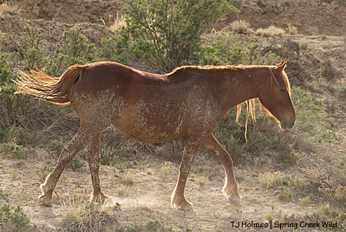 Roja at the Sorrel Flats pond.