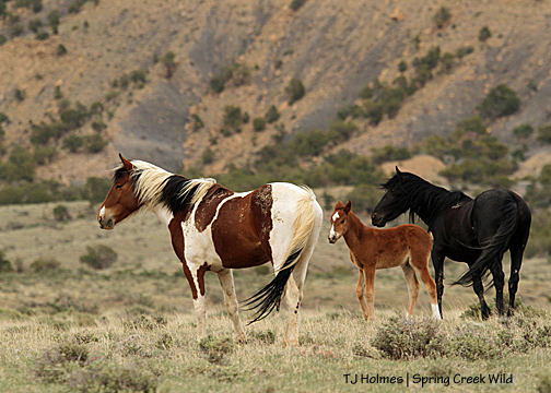 Puzzle, Tesora and Shadow