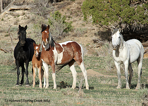 Family portrait: Seven, Puzzle, Tesora and Shadow in the east pocket.