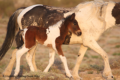 Reya and her new baby filly.