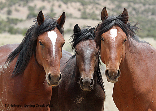 Apollo, Killian and Tenaz