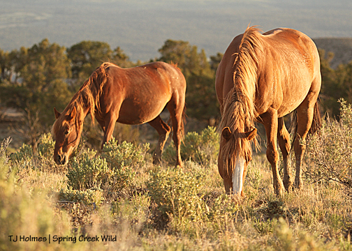 Gaia and Roja in delicious evening light.