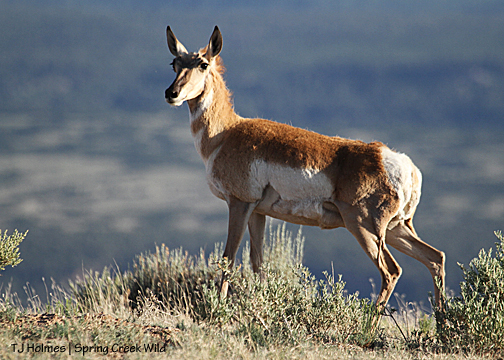 061713pronghorndoe