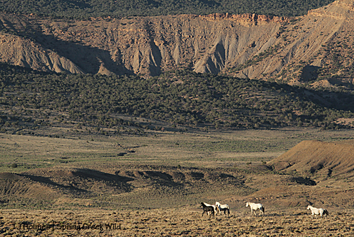Grey's band near sunset on the summer solstice, Spring Creek Basin.