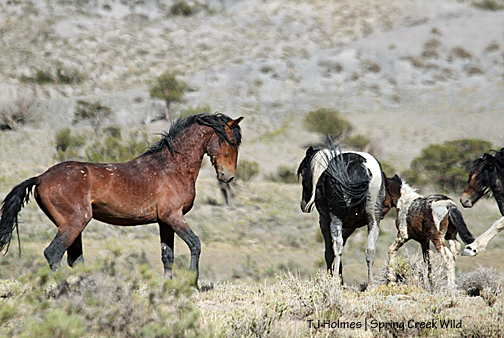 Copper with Reya and Spirit.