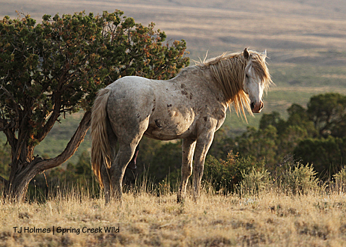 Sundance on the north hills.