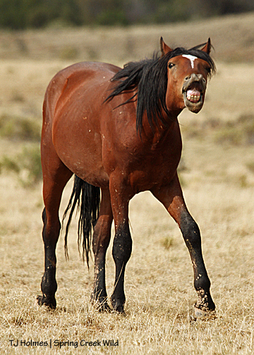 Apollo giving the flehmen after Killian gave him kisses.