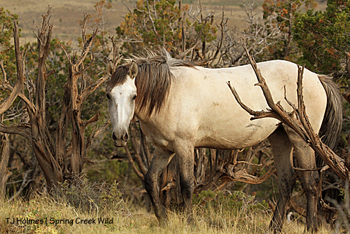 Mysterium in the cedars.