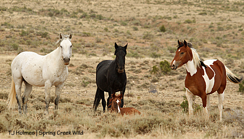 Seven with his mares Shadow and Puzzle and Shadow's daughter, Tesora.
