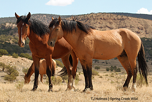 Hollywood and Shane with Shane's mama, Mona, in the background.