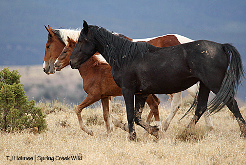 Shadow, Tesora and Puzzle