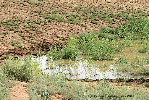 Northwest pond has water.