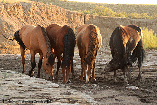 Hollywood, Shane, Mona and Aurora drinking in the Spring Creek arroyo.