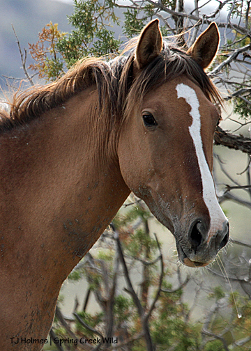 Mona watching Kestrel's band.