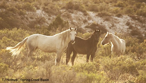 Alegre, Maia and Corona in Grey's band.