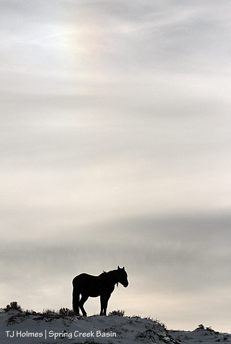 Bounce under a little iridescence in the sky.