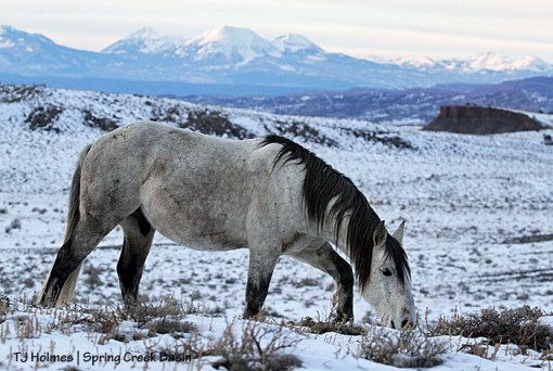Comanche, La Sal Mountains