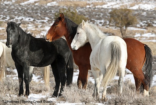 122413greyshanemaia1